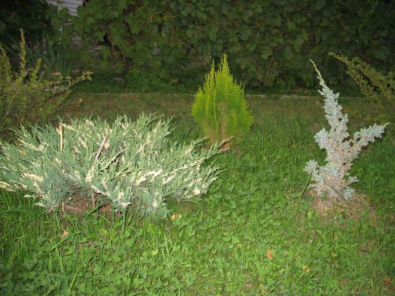 Можжевельник Андорра Вариегата клумбы