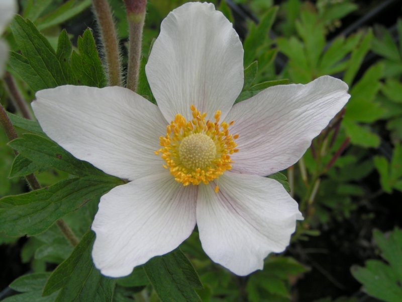 Анемона White Splendour