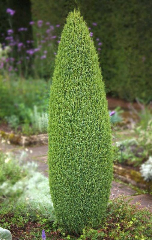Juniperus communis compressa