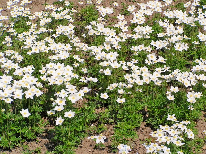 Ветреница (анемона) Лесная (Anemone Sylvestris)