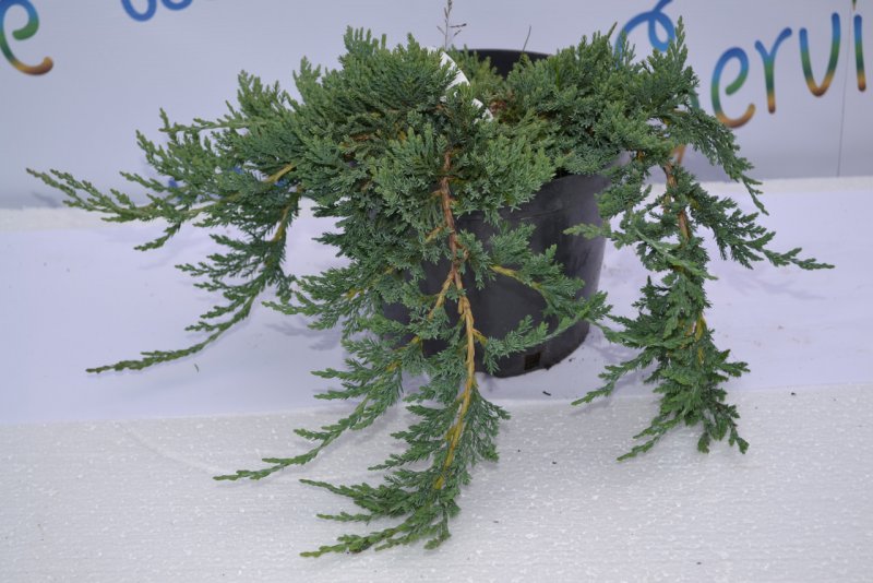 Можжевельник Juniperus columnar