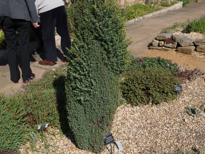 Можжевельник обыкновенный 'compressa' Juniperus communis `compressa`