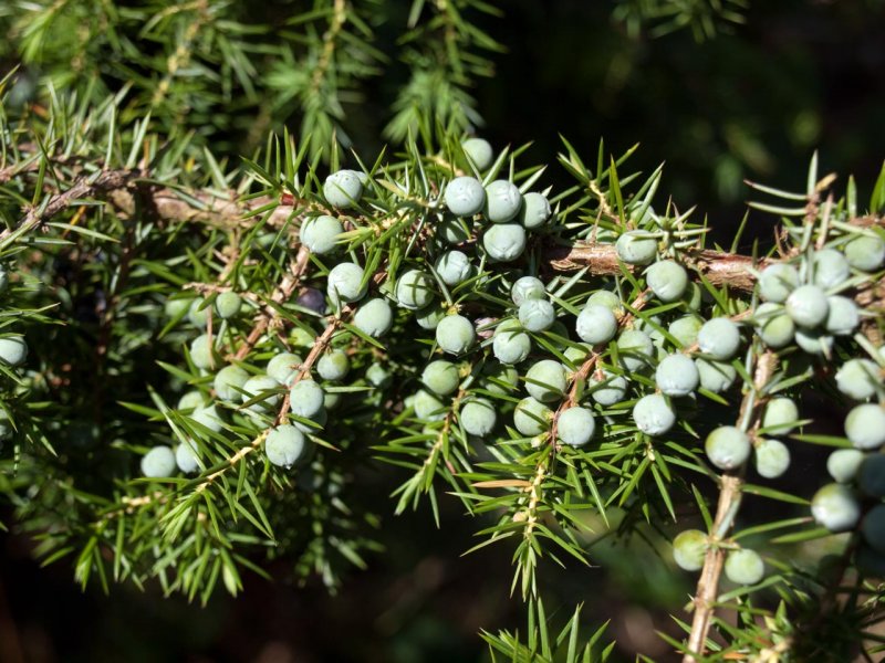 Juniperus communis Sentinel можжевельник