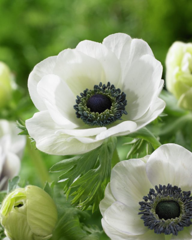 Ветреница Лесная (Anemóne Sylvéstris)
