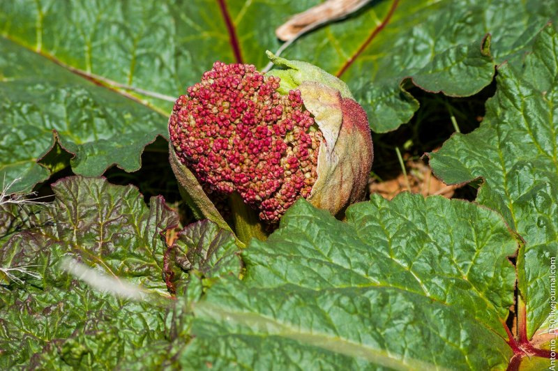 Rheum tataricum
