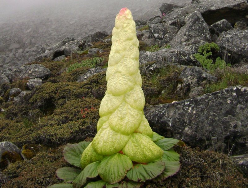 Ревень Алтайский (Rheum altaicum).