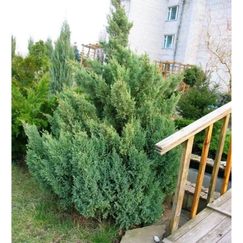 Можжевельник китайский Блю Альпс