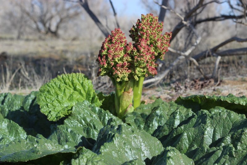 Ревень благородный ( Rheum Nobile )