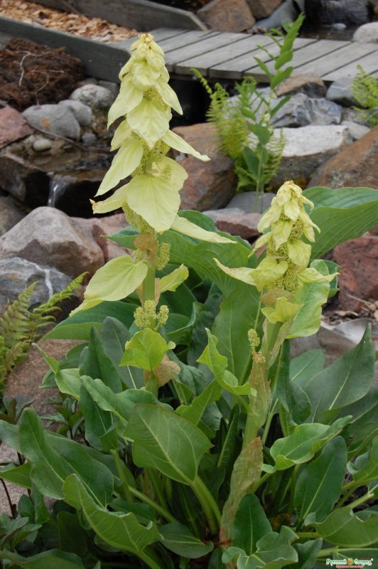 Rheum alexandrae