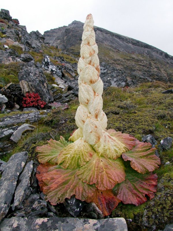 Ревень благородный ( Rheum Nobile )