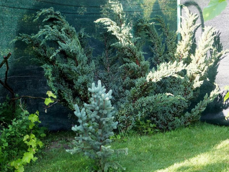Можжевельник Блю Альпс
