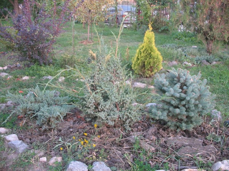 Можжевельник китайский Блю Альпс в ландшафтном