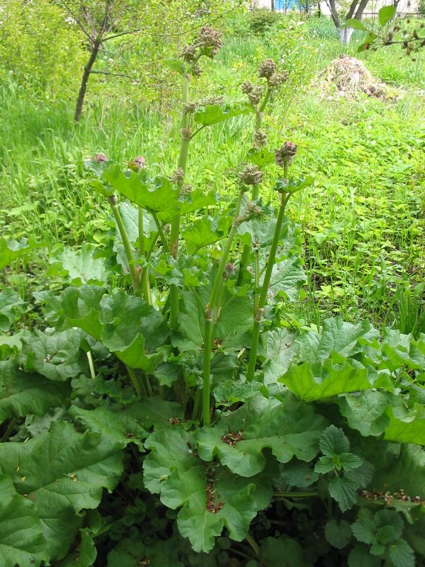 Ревень волнистый Rheum rhabarbarum