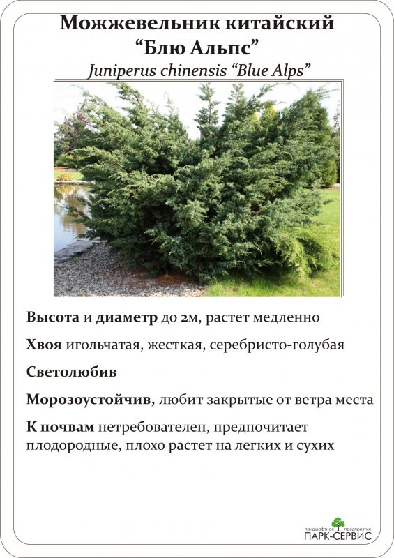 Можжевельник скальный Стрикта
