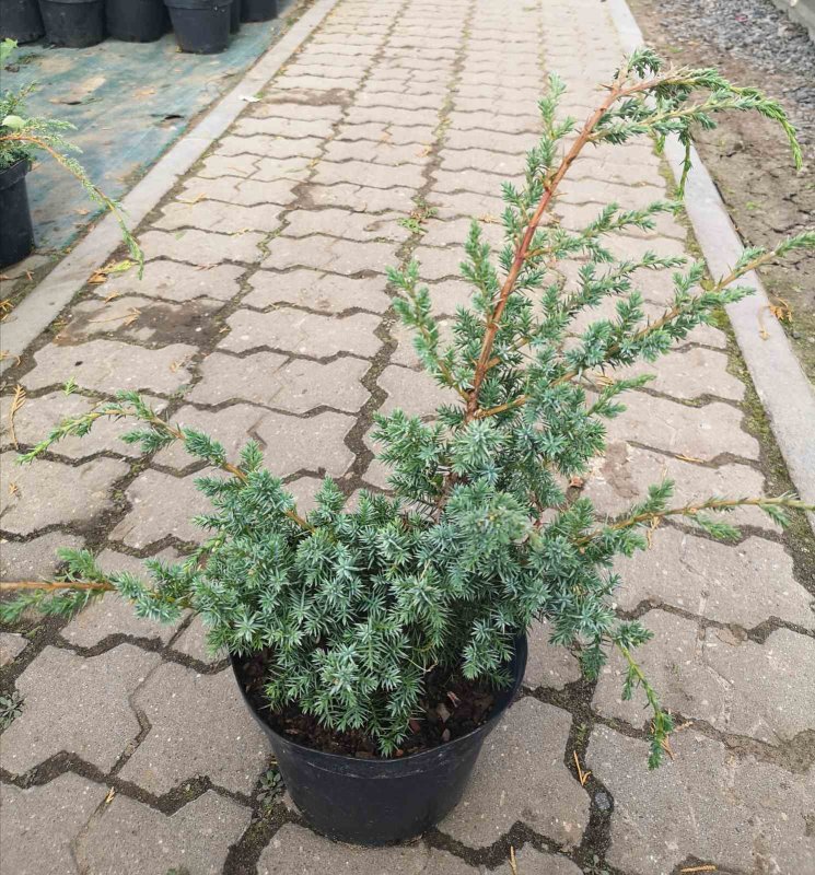 Можжевельник китайский Блю