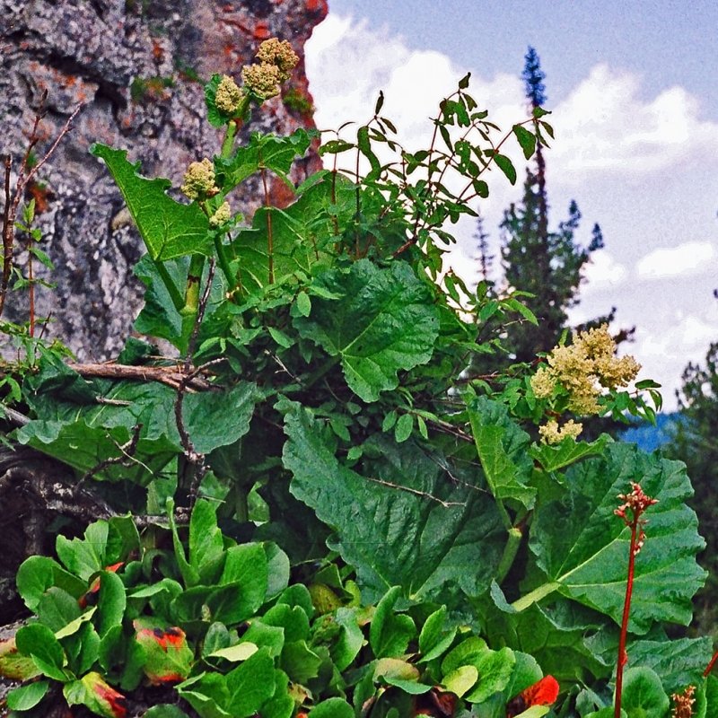 Чукри (ревень)