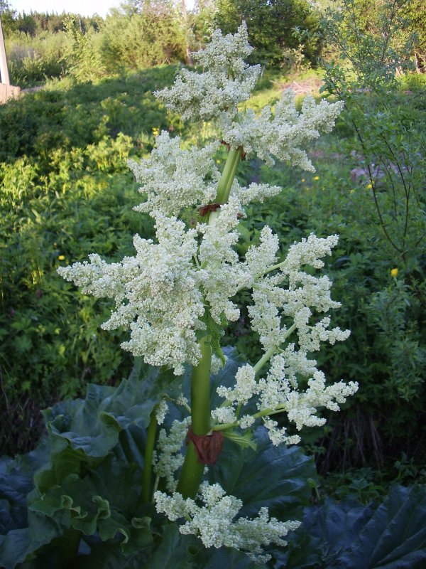 Ревень Алтайский (Rheum altaicum).