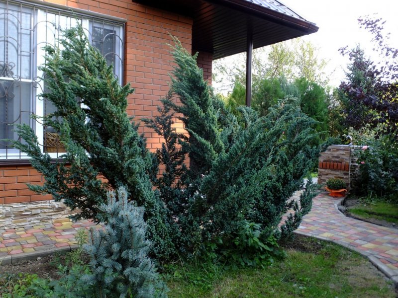 Можжевельник Блю Мейери