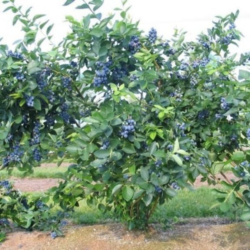Голубика высокорослая Bluejay