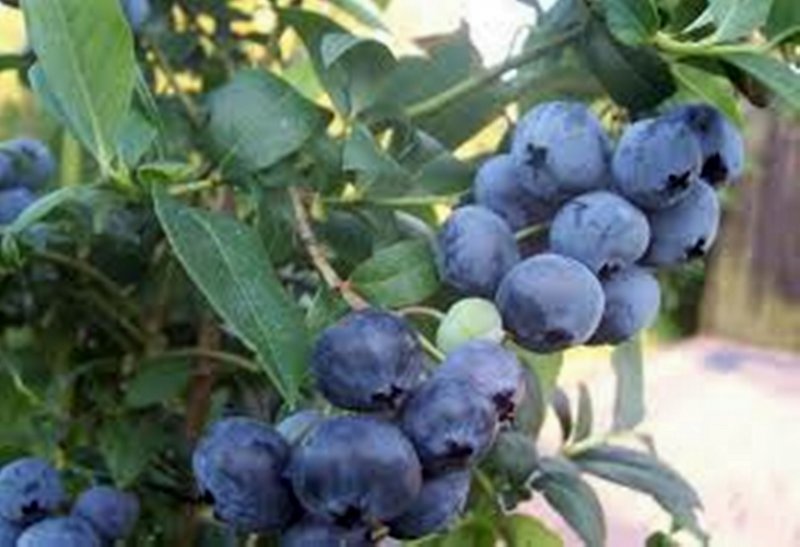 Голубика Патриот - Vaccinium corymbosum Patriot