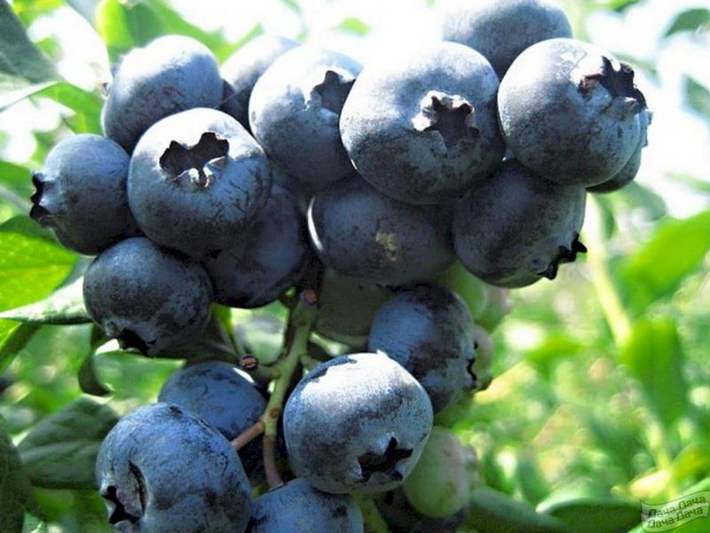 Голубика Патриот - Vaccinium corymbosum Patriot