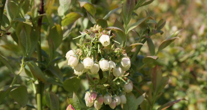 Голубика высокорослая Vaccinium cor. Patriot