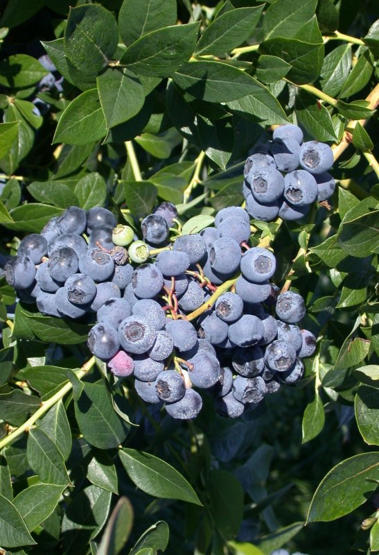 Голубика Патриот - Vaccinium corymbosum Patriot