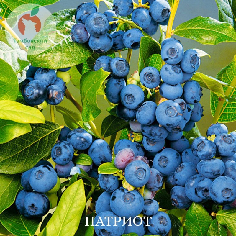 Голубика высокорослая Нельсон