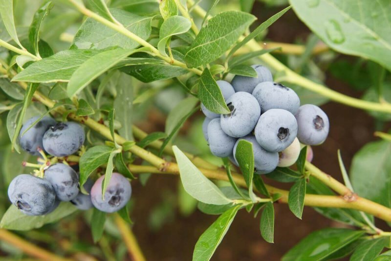 Голубика Садовая (Vaccinium corymbosum Spartan