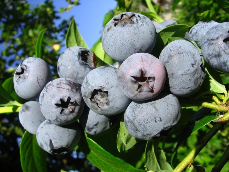 Голубика высокорослая Vaccinium cor. Bonus