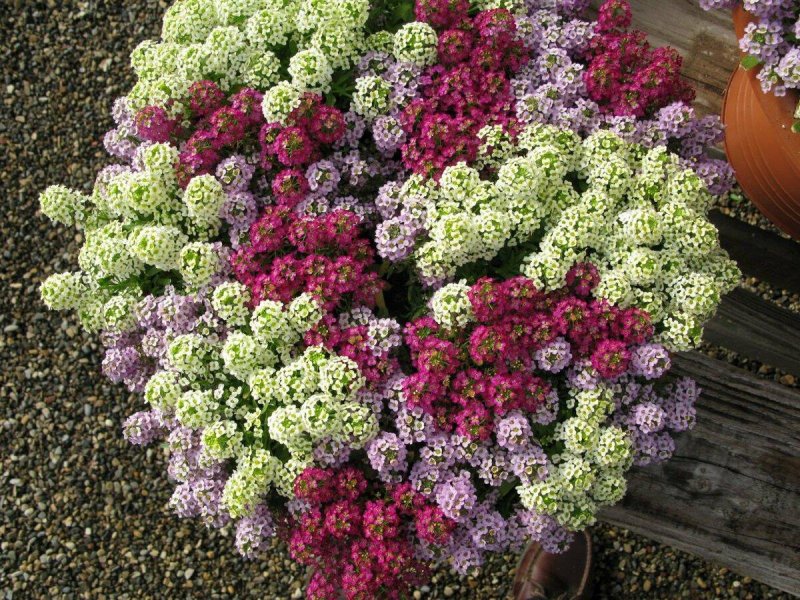 Лобулярия Приморская (Lobularia maritima)