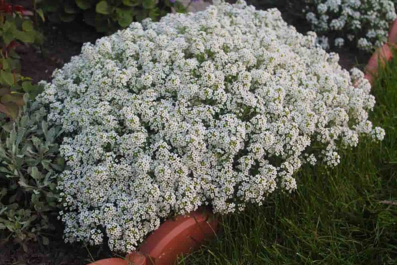 Алиссум фиолетовая Королева
