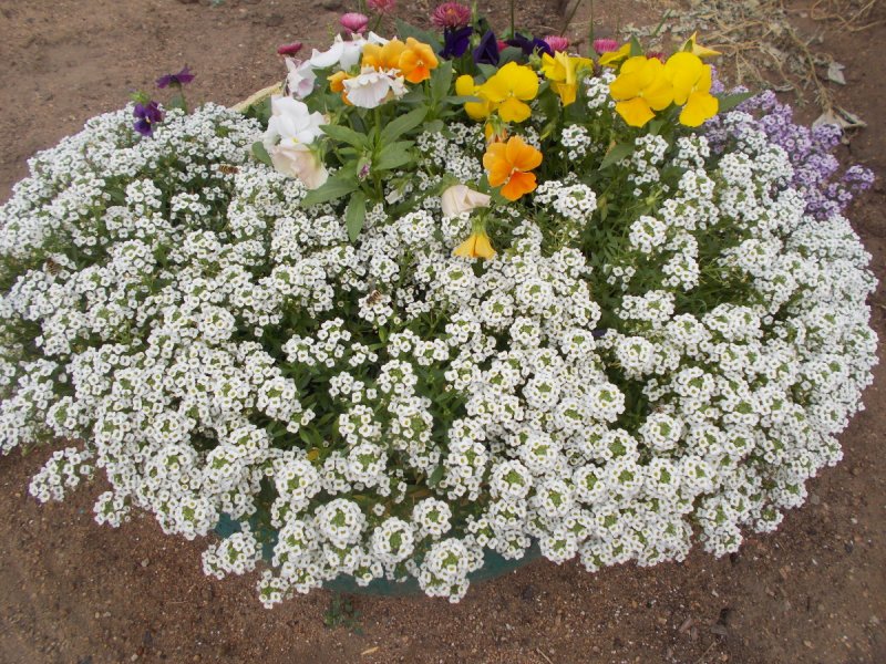 Лобулярия Мариттима