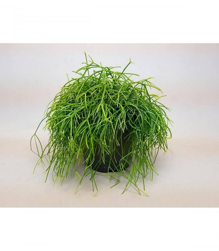 Rhipsalis baccifera 'Oasis'