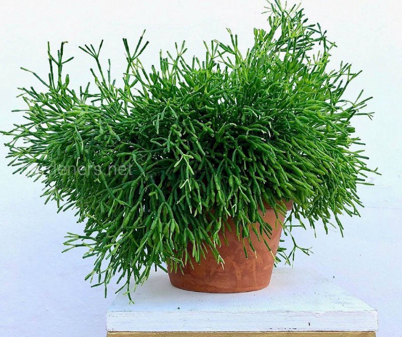Рипсалис Барчела (Rhipsalis burchellii)