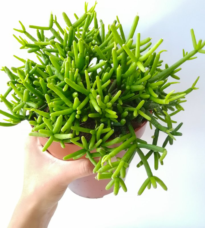 Rhipsalis heteroclada