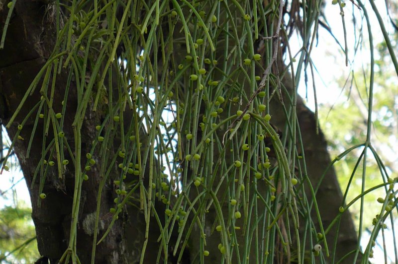 Rhipsalis baccifera рипсалис бассифера