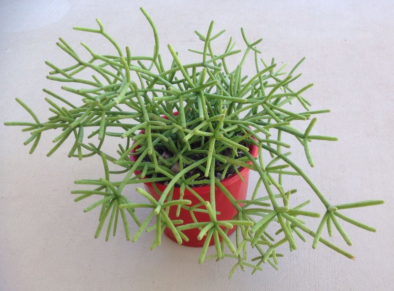 Rhipsalis grandiflora