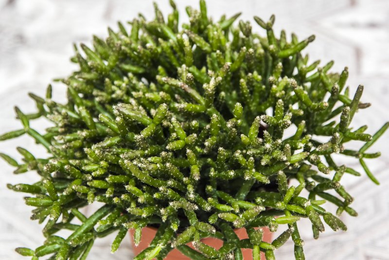 Рипсалис Барчела (Rhipsalis burchellii)