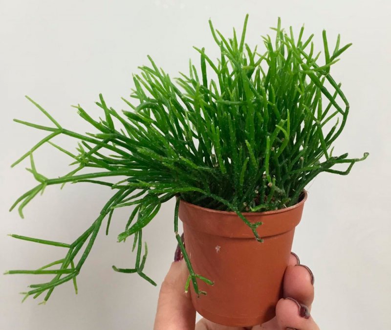 Суккулент рипсалис Барчела