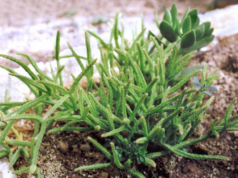 Rhipsalis prismatica