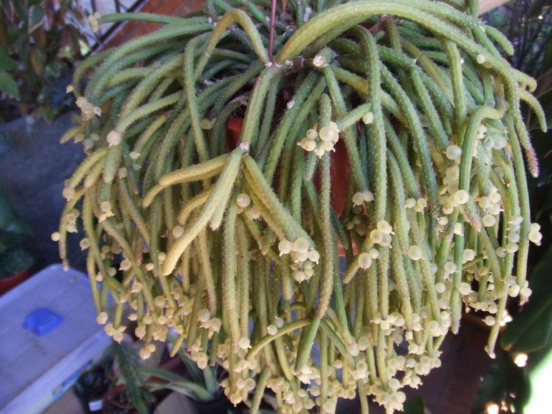 Rhipsalis grandiflora
