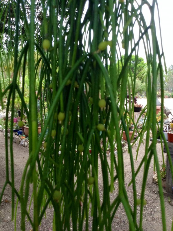 Рипсалис вальковатый Rhipsalis Teres