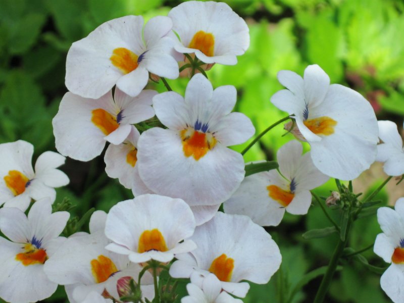Немезия sun2 White-Yellow bicolor