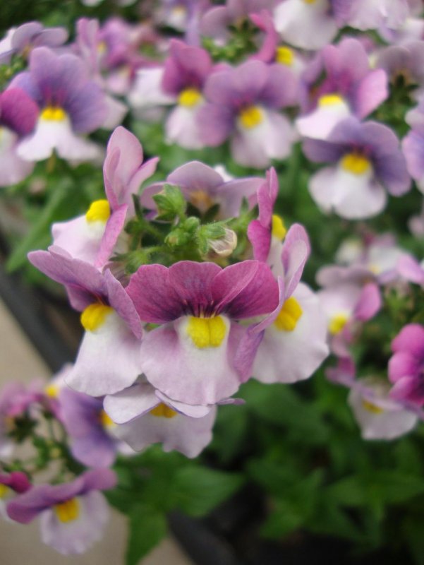 Немезия Sunsatia Cassis