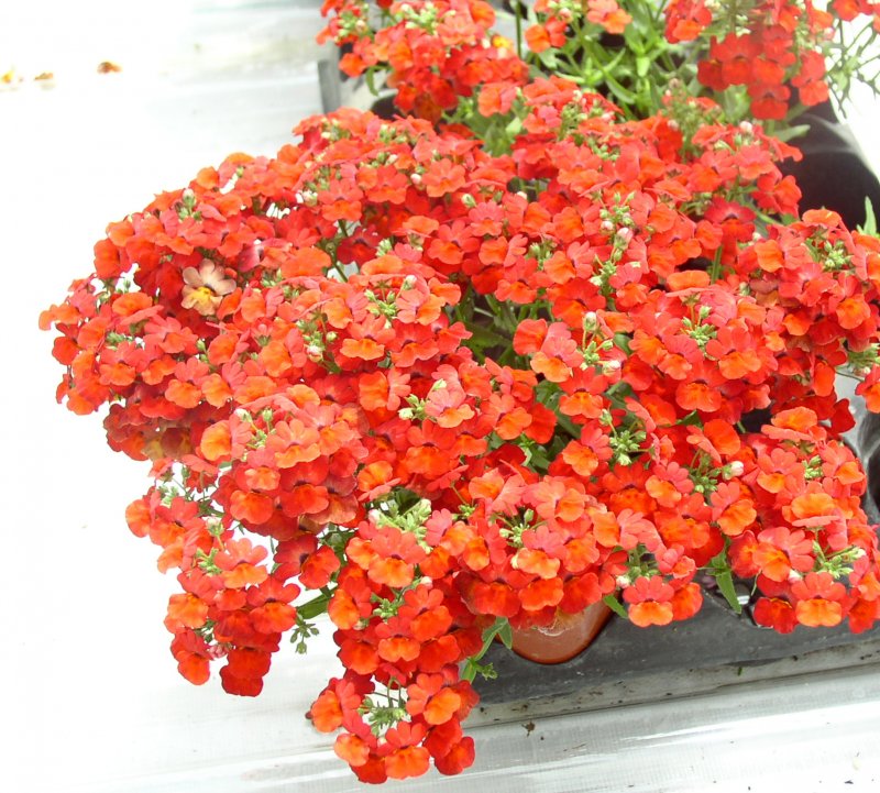 Немезия Sunsatia Plus Granada