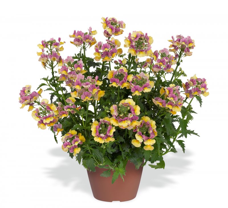 Немезия Nemesia Nesia Banana Swirl
