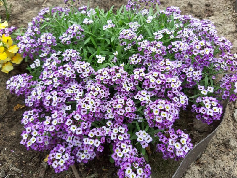 Lobularia maritima морская