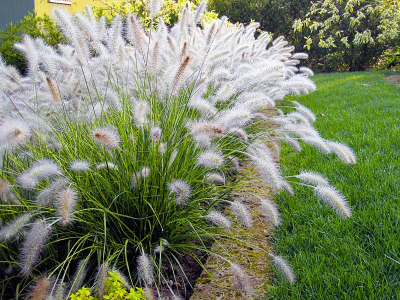 Pennisetum Magic