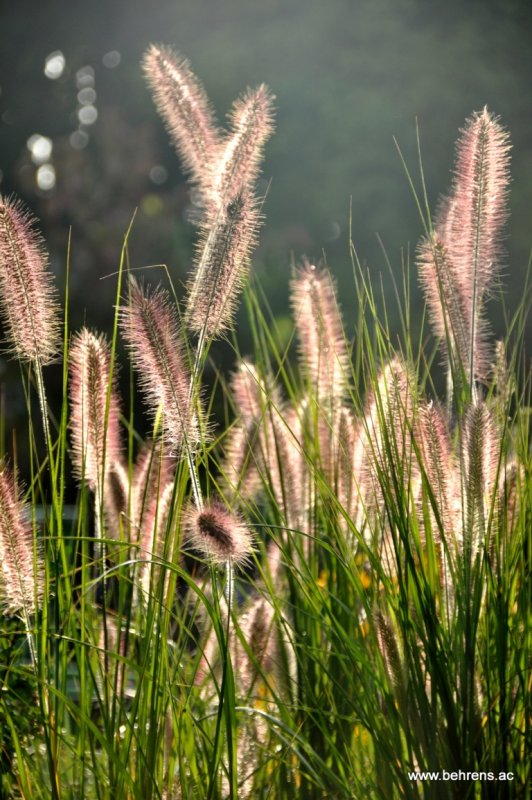 Pennisetum alopecuroides